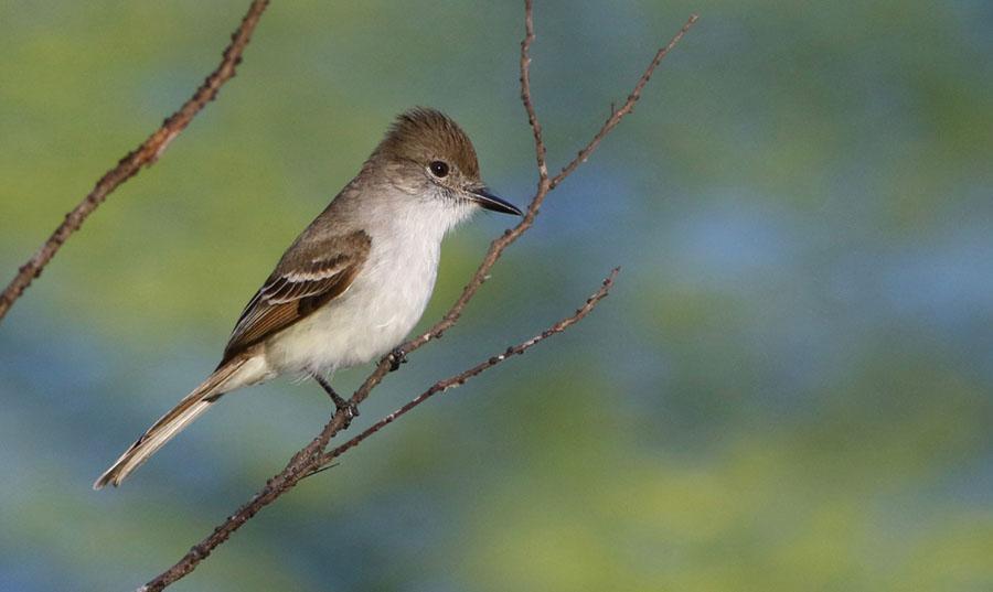 La Sagra s Flycatcher. Foto: Hans Alm 110 Black-whiskered Vireo Vireo altiloquus (Mustaschvireo) Observerad 5 dagar totalt: 1 PN Cayo Paredón Grande 18.3 och 1 Cuevas de Jabali 19.3, 1 21.