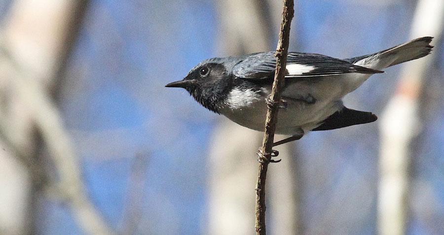 137 Black-throated Blue Warbler Setophaga caerulescens (Blåryggig skogssångare) Observerad 7 dagar totalt: Två hannar sågs i Santa Clara 16.3 och en hanne i Najasa-området 17.3. 6-10ex noterades dagligen 18-20.