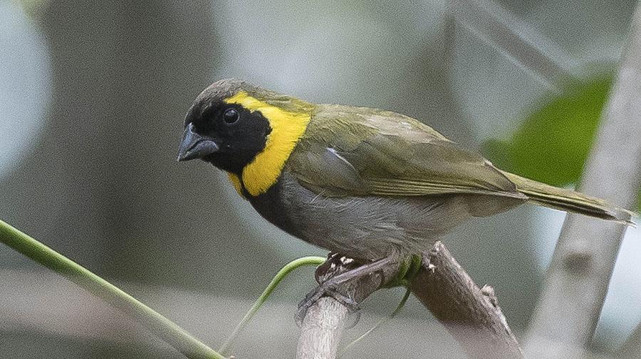 3. 151 Cuban Blackbird Ptiloxena atroviolacea (Kubatrupial) Endemisk Lokalt tämligen allmän till allmän, observerad 5 dagar totalt.