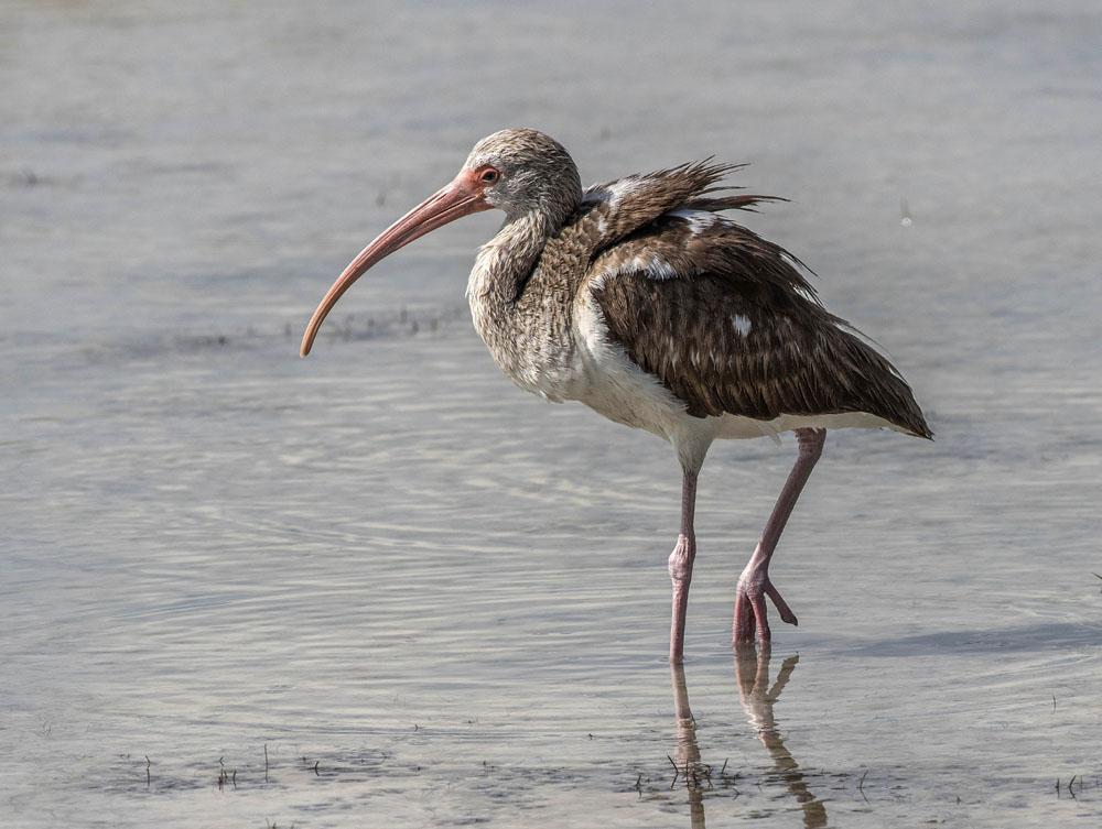 Ungfågeln av White Ibis gör