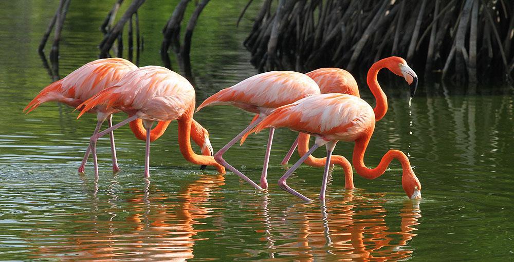En grupp spektakulära American Flamingos. Foto: Hasse Andersson Doves, samt Black-whiskered Vireo och många vackra skogssångare, inkl Cape May Warbler och den ovanliga Hooded Warbler.