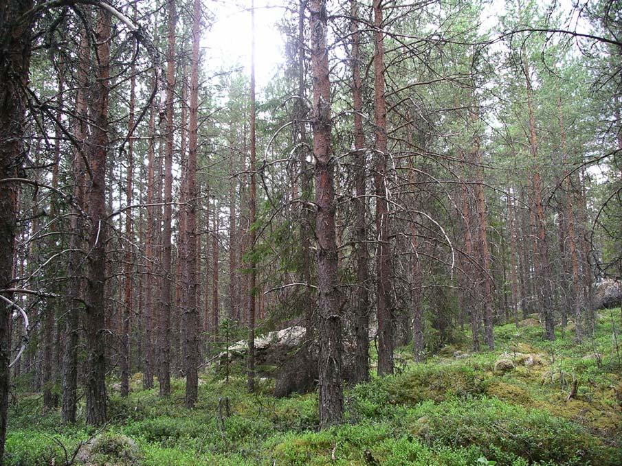 Skötselområde B. Omfattas av delområdena B1 - B3. Areal 18 hektar Skötselområdet utgörs av ung tallskog i 50-60 års åldern samt en mindre del föryngringsytor.