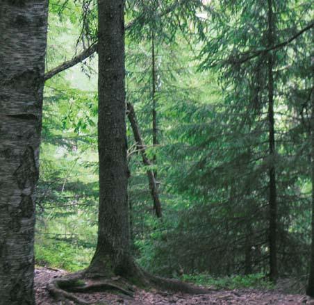 balansräkning för år 2008 Allmänningsstyrelsens förslag till disposition av 2008 års överskott Fråga om ansvarsfrihet för jordägarnämnden Fråga om ansvarsfrihet för allmänningsstyrelsen