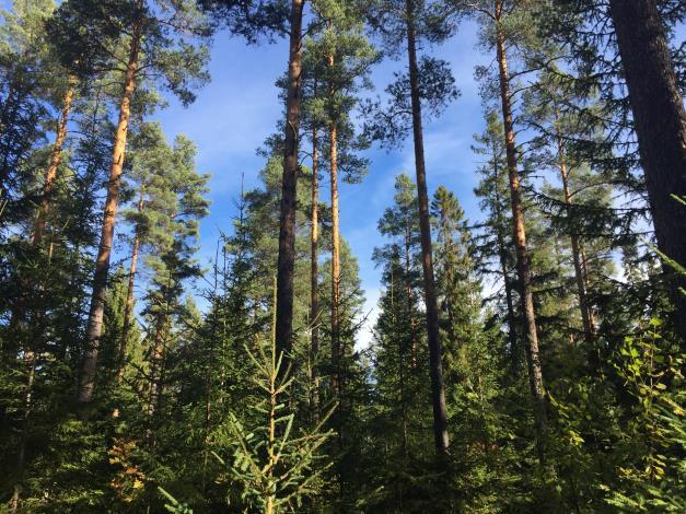Gemensamhetsanläggningar / samfälligheter m.m. Mora Bengtsarvet S:1 - Sollerö Gemensamhetsskog om ca 2 500 ha.