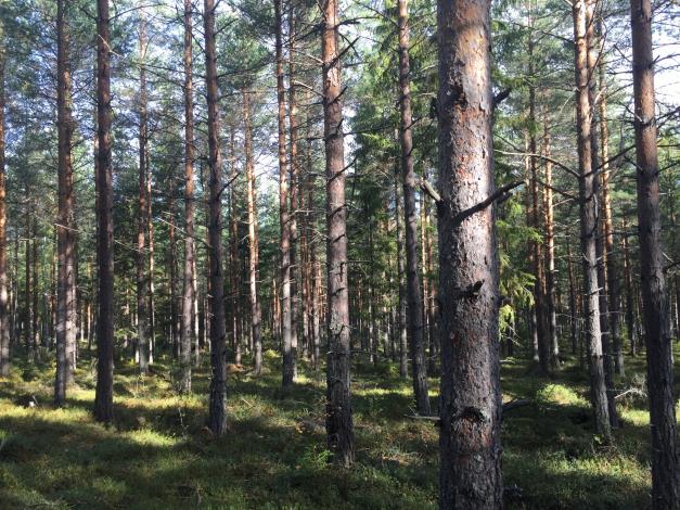 frågor kring Gesunda GA:1 kan ordförande Owe Carlsson kontaktas på 0250-211 72. Mora Ryssa GA:1 - Skogsbilväg och inägovägar Saknar registrerade andelstal. Förvaltas av Ryssa vägsamfällighet.