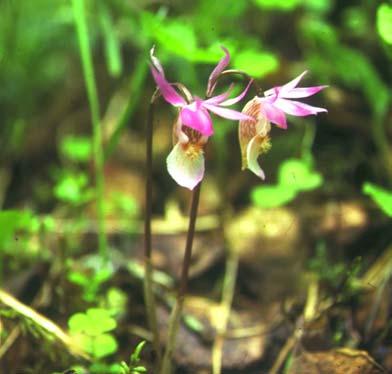 Bevarandeplan Natura 2000 Ensillre kalkbarrskog