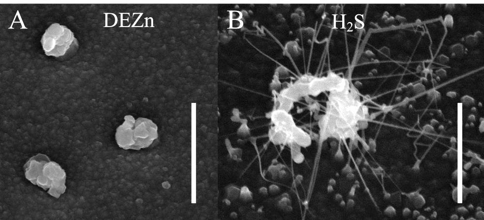5.2 Growth instability Figure 5.2 Effects of too high dopant molar fractions on InP nanowire growth. A) DEZn, B) H 2 S. Scale bar 1 µm.