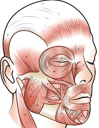 1 Occipitofrontalis Höjer ögonbrynen och rynkar pannan 2 Occipitalis Rör skalpen bakåt 3 Frontalis Rör skalpen framåt 4 Procerus Rynkar näsroten.