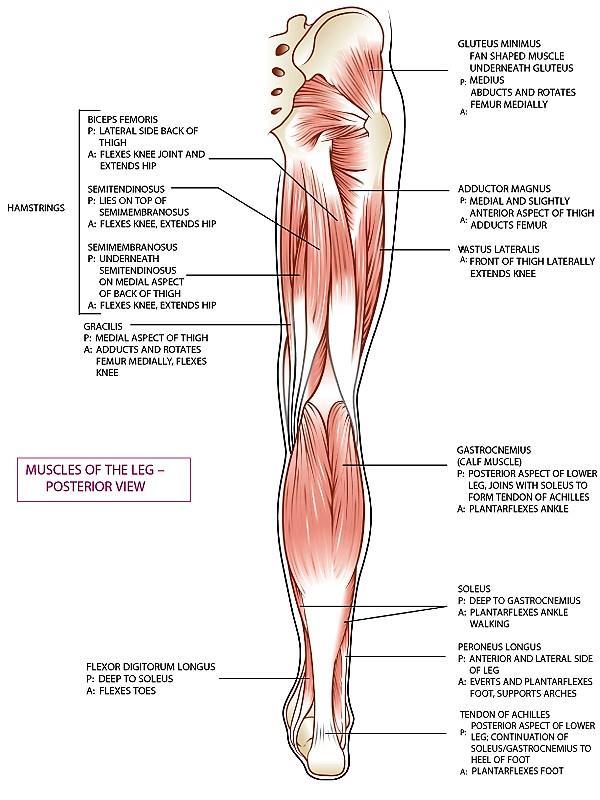 Gluteus minimus Hamstrings.