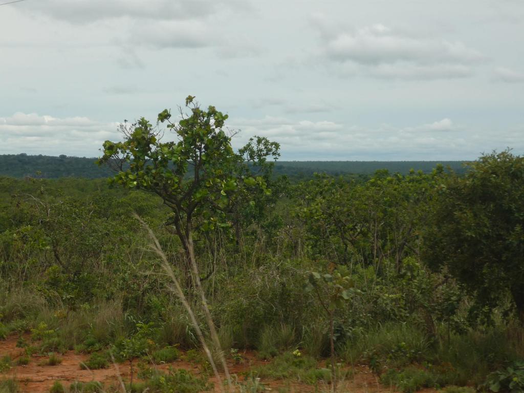 Native Cerrado vegetation in Brazil, NW Mato Grosso Physical
