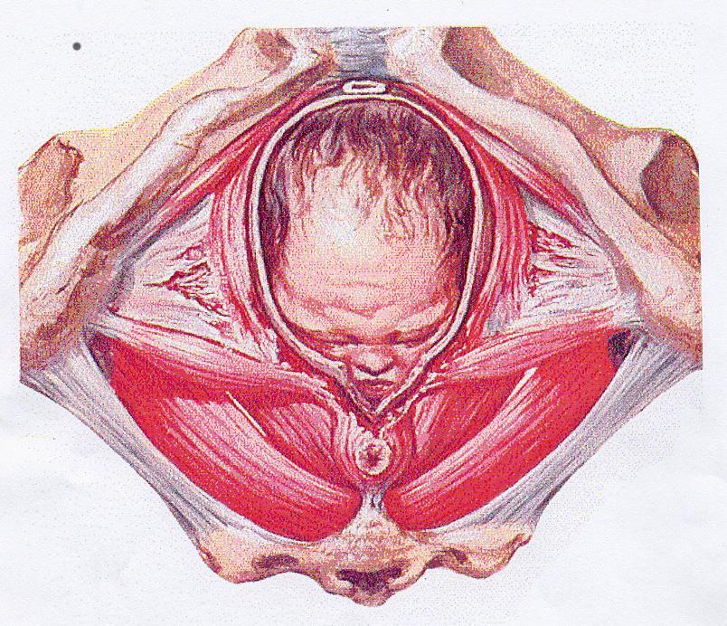Bäckenbottens anatomi och fysiologi