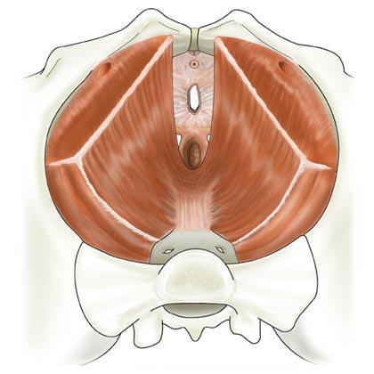 Arcus Tendineus ATFP White line m.