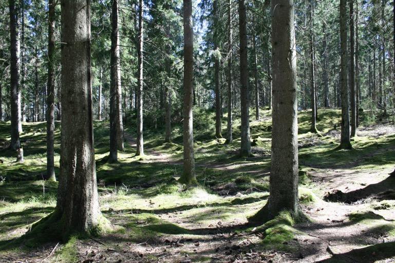 2016-08-12 Område 3 Barrdominerad skog i söder Område 3 utgörs av skogspartiet närmast söder om motionsspåret.