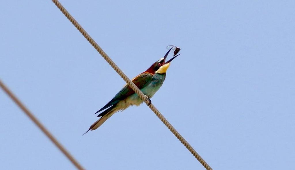 48 Biätare Merops apiaster 10 Narta Lagoon 2.7, 1 längs vägen 2.7, 10 Datji NP 3.7, 30 längs vägen 3.7 och 3 längs vägen 4.7 Biätare. Foto: Hans Alm. 49 Härfågel Upupa epops epops 1 längs vägen 8.