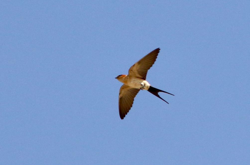 69 Blåmes Cyanistes caeruleus 1 hörd Datji NP 3.7 och 1 Theth Valley 5.