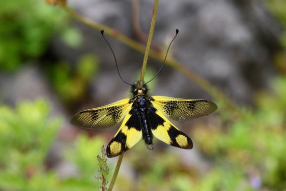 På de blöta hyllorna bredvid fallet hoppade forsärlor omkring och fångade insekter. När vi började gå utför och tillbaka mot vandringsleden började det regna lite granna och snart tilltog regnet.