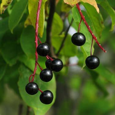 Euonymus planipes Körsbärsbenved Är en skuggtålig buske eller ett mindre träd. Den blir 2-4 meter hög.