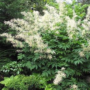 Carex siderosticha Kinesisk kämpestarr Är ett bredbladigt halvgräs som blommar i april-maj.