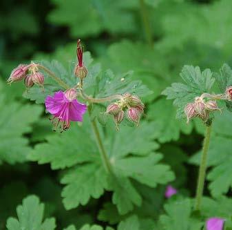 23. Geranium macrorrhizum Flocknäva Den blir 30 cm hög och sprider sig med revor.