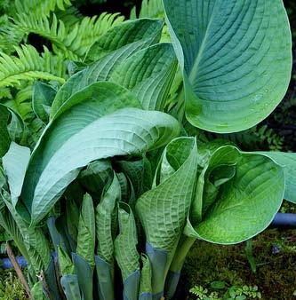 Hosta sieboldiana Daggfunkia Daggfunkian har större och rundare blad än praktfunkian.