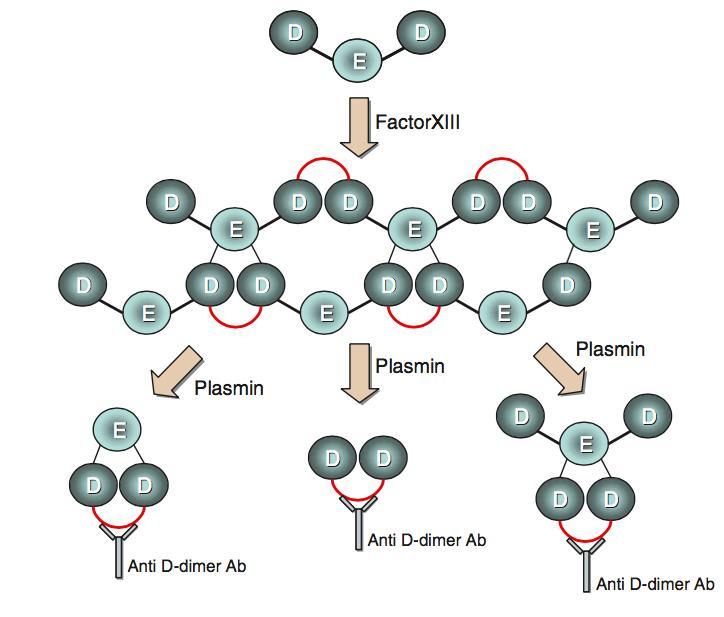 D-dimer är specifikt för fibrinpolymerbildning D-dimer uppstår