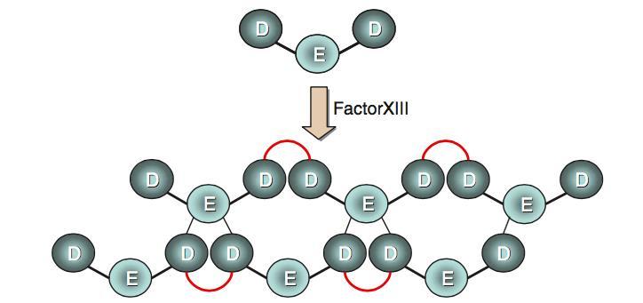 D-subenheterna I fibrinolysen frisläpps olikstora D-dimerderivat