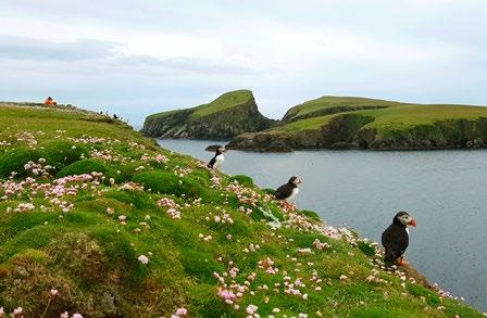 Från lunnefågelkolonin på Fair Isle mellan Shetland och Orkney, med Sheep Rock i bakgrunden.