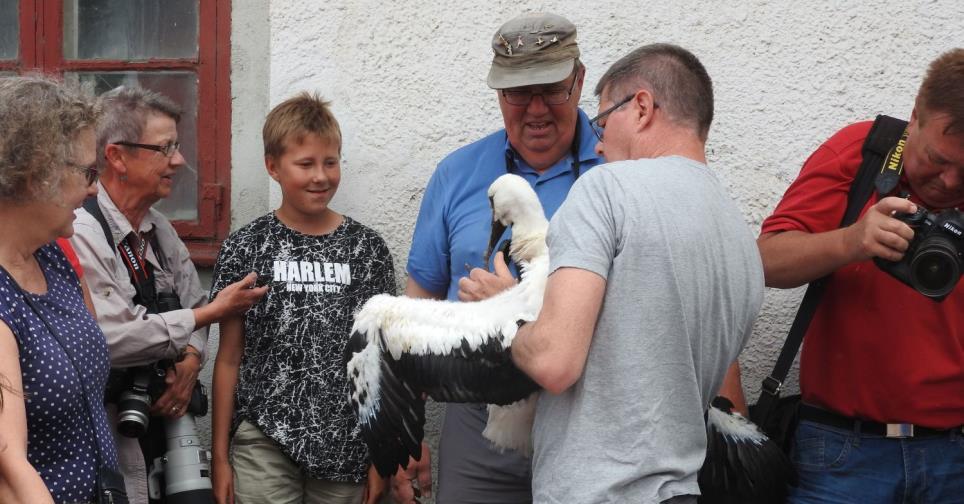 Lördag 3 juni kl 13.00 Storkdag i Viby. Vi samlas vid gårdsbutiken i Viby och lyssnar till information om den vita storken och storkprojektet. Som avslutning ringmärks årets storkungar.