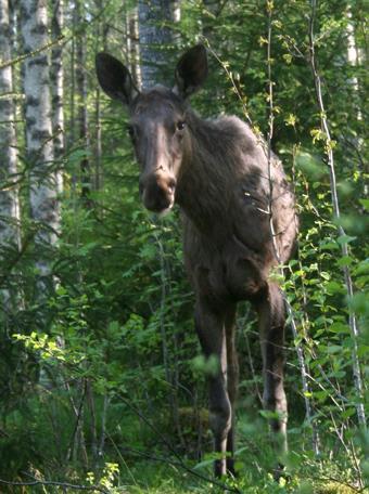 Vedby Oderljunga ÄSO jaktåret