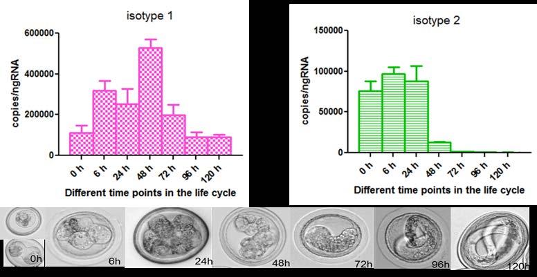 Figur 4. Ett fylogenetiskt nätverk av 87 β-tubulin sekvenser. De taxonomiska grupperna är namngivna enligt GenBank Taxonomy.