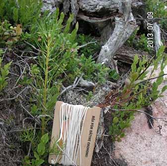 Föryngring den viktigaste skogliga åtgärden Noggrann planering och bra frö- eller plantmaterial är A och O när man anlägger ny skog. Växtplatsens förutsättningar bestämmer val av metod och trädslag.