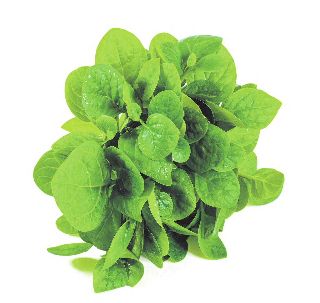 FOTO: LOTUS IMAGES/ SHUTTERSTOCK Testbädd på Foodhills Skjutkraft för uthållig grönsaksodling På Foodhills i Bjuv uppförs just nu en testbädd för miljövänlig utsädesbehandling av grönsaker.