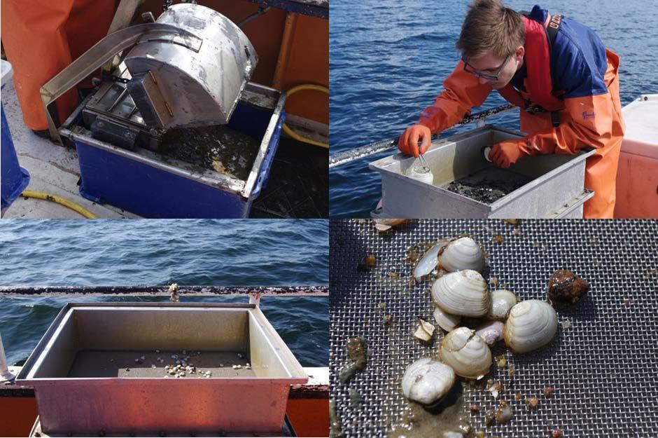 Provtagningspunkterna för hårdbottenfauna påverkas på olika sätt och grad av kylvatten; Biotestsjön (BIO) med maximal påverkan av uppvärmt kylvatten, utsläppsområdet för kylvatten (PLY) som delvis