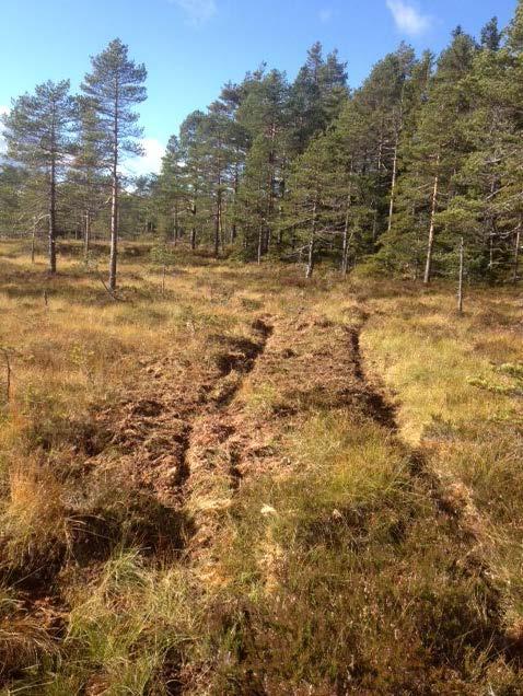 Vegetation och ingrepp i våtmarker Flygbildstolkning av alla våtmarker