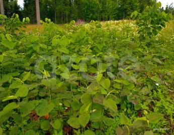 Invasiva växter är ett relativt nytt begrepp. Det är som namnet antyder, växter som invaderar vår natur. De breder ut sig på andra växters bekostnad och kväver många andra arter som vi vill ha kvar.