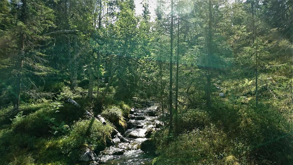 Naturvärdesinventering Kronoparken Bydalen NATURVÄRDESINVENTERING FÖR DETALJPLAN AVSEENDE BOSTÄDER PÅ FASTIGHETEN