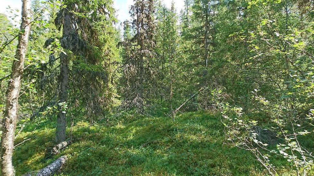 Figur 6. Skog inom område N2. Olikåldrig barrskog med inslag av löv.