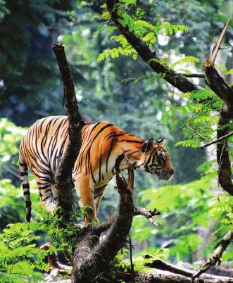 Dag 12 Ranthambore Tiger safari Tigern är världens största kattdjur och en vuxen hane kan väga över 250 kg. Den är tyvärr starkt utrotningshotad och det finns bara c:a 2500 individer kvar.