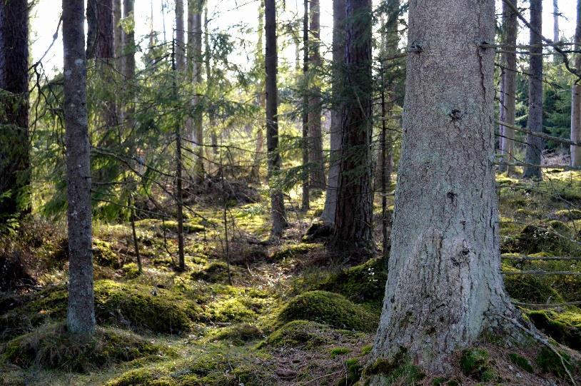 Enligt arrendatorn kan det efter överenskommelse finnas möjlighet att tillträda inägomarken redan 2020-01-01. Stödrätterna följer fastigheten. Skogsmark Produktiv skogsmark om ca 13,6 ha.