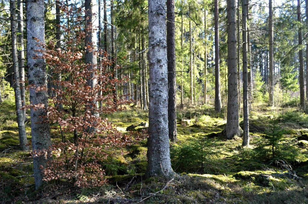 Natur/kultur Ingen nyckelbiotop finns registrerad på fastigheten, Källa: Skogsstyrelsen, Skogens Pärlor.