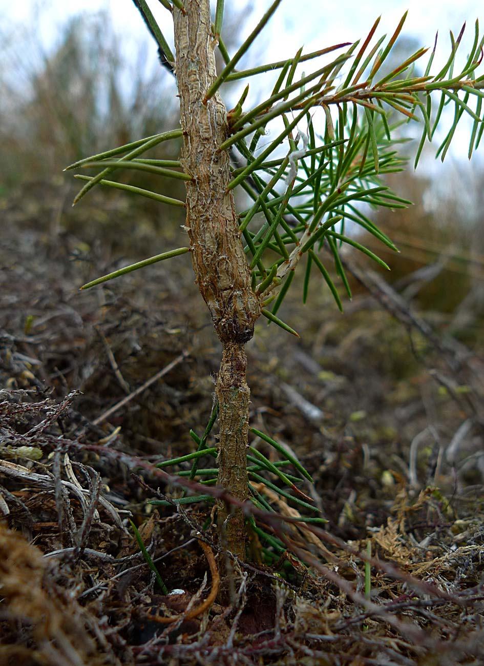 Bild 3. Merit Forest-behandlad planta med trolig behandlingsskada.