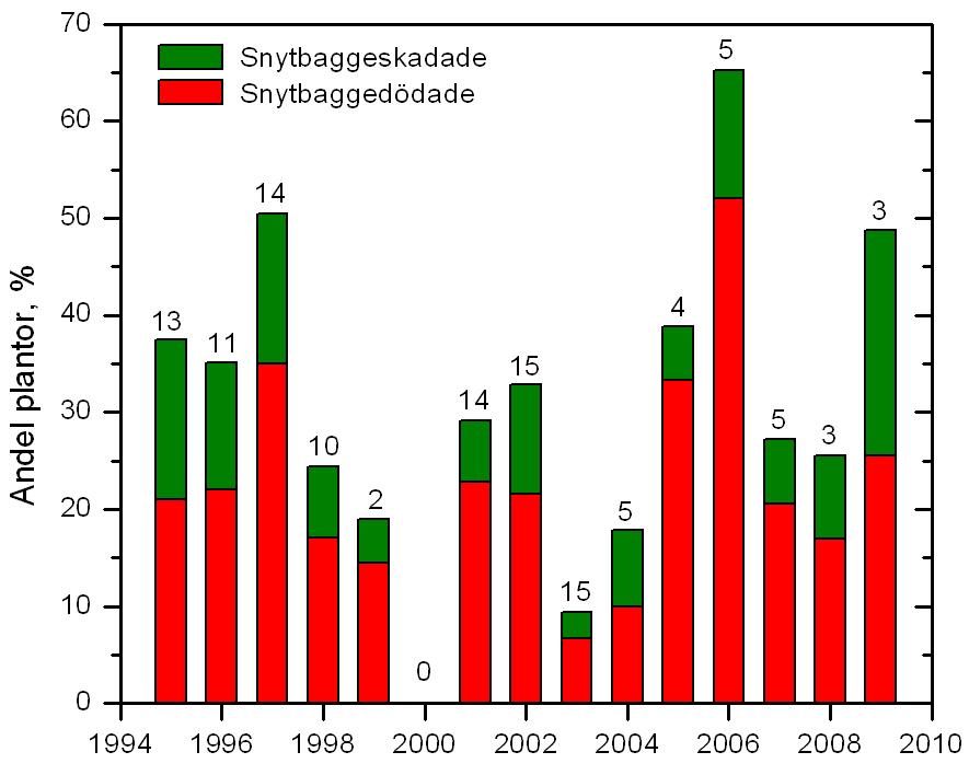 Resultat praktiska planteringar 2009 Snytbaggeskador I alla tidigare års försök har uppföljningen av vaxbehandlade plantor i fält gjorts i praktiska planteringar. En och samma planttyp har satts i 0.