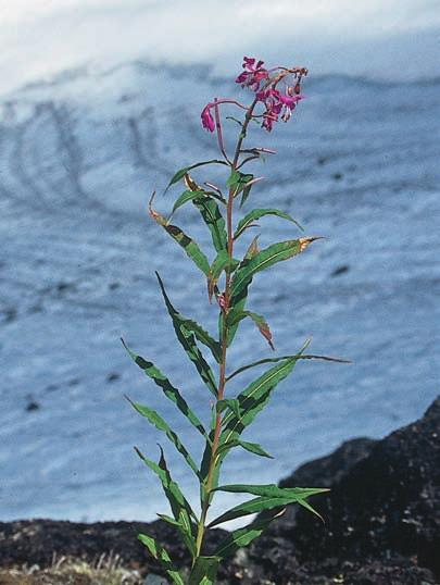 KULLMAN Figur 3. En nästan osannolik uppenbarelse är blommande mjölkört på krönet av en ändmoränbåge helt nära en glaciär på Sylarna (Slottet), 1 440 meter över havet.