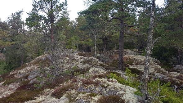 biotopsstrukturer, bedöms det hysa vissa naturvärden (klass 4). 5.