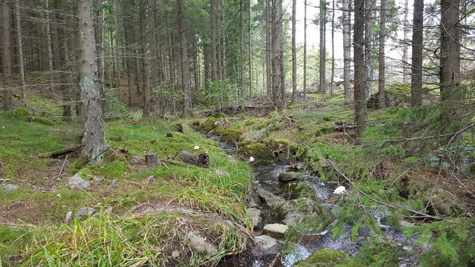 Vattendragets naturliga lopp och betydande vattenflöde medför att det bidrar med en rad olika biotopkaraktärer.