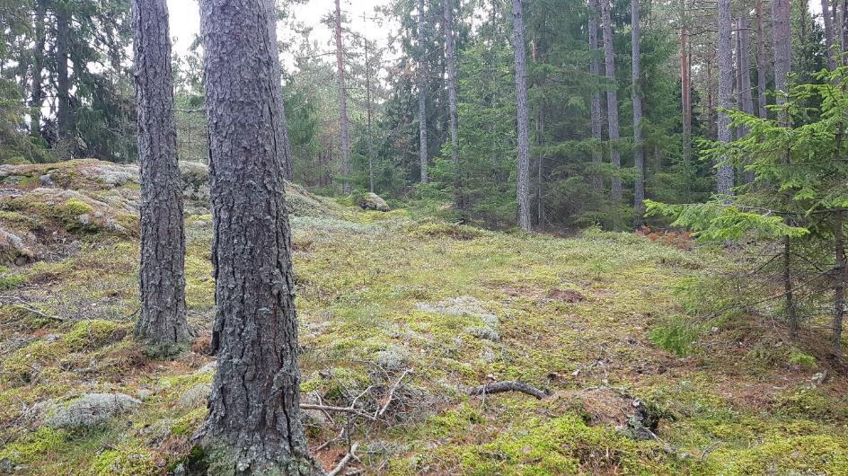 Då de flesta vattendrag i närområdet är grävda eller rätade bedöms detta naturliga vattendrag vara betydelsefullt för den biologiska mångfalden.