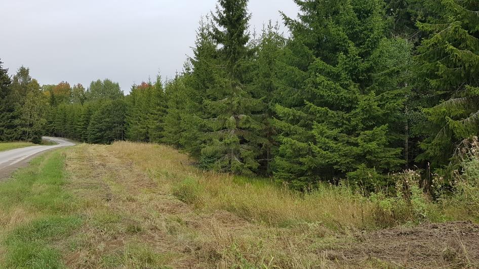 Då området utgör en del av skogsbrukslandskapet, utan några särskilt värdefulla biotopsstrukturer, kan det inte anses hysa några särskilda naturvärden (tillförs ingen naturvärdesklass). 5.