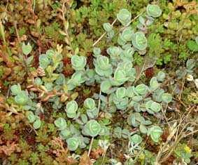 Sedum ewersii Latinskt namn: Svenskt namn: Naturlig ståndort: - - - Sol/skuggtålighet: - Skiktdjup: Blomningsfärg: Lämplighet: Sedum ewersii mongoliskt fetblad a Crassulaceae a naturlig ståndort10-20