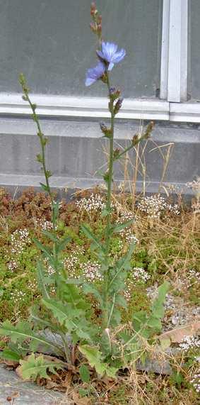 Cichorium intybus Latinskt namn: Cichorium intybus Svenskt namn: cikoria a Astraceae a naturlig ståndort 30-100 cm a juli-september a Naturlig ståndort: vägkant, träda, tipp, ruderat mark, gräsmatta