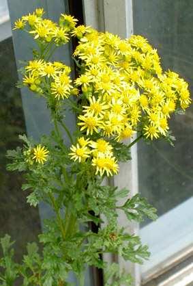 Senecio jacobaea Latinskt namn: Senecio jacobaea Svenskt namn: stånds a